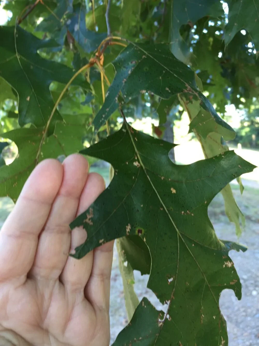 Frog Leaf Litter,Picked Fresh, Green,2 Gallon Size Bags,Large Red Oak Leaves